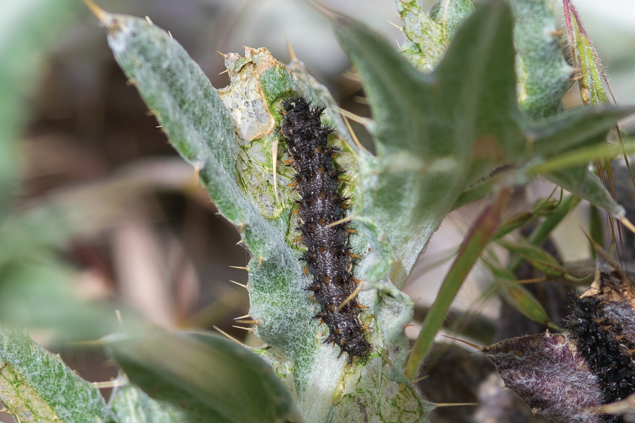 caterpillar of Phyciodes mylitta - Mylitta Crescent