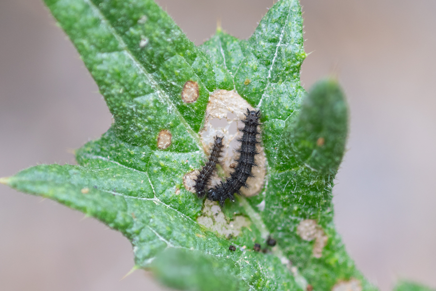 Two caterpillars of Phyciodes mylitta - Mylitta Crescent