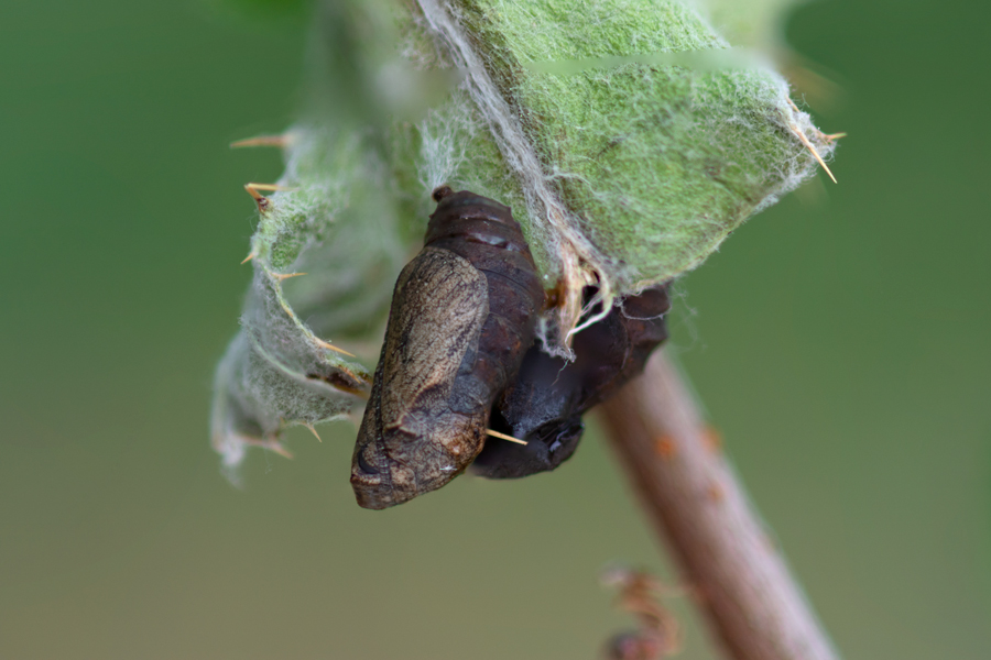 pupa of Phyciodes mylitta - Mylitta Crescent