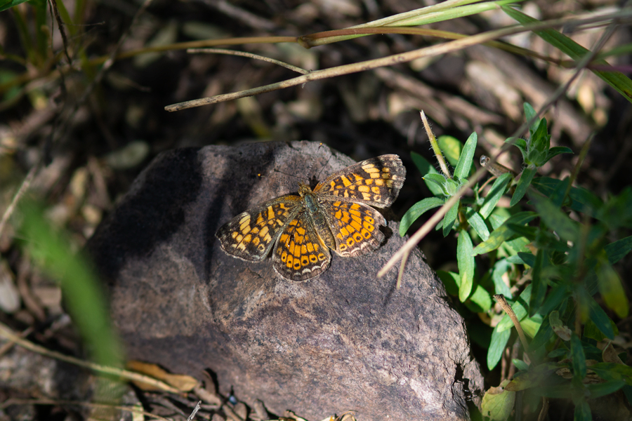 Photographs of the Athanassa texana texana, the Texan Crescent butterfly