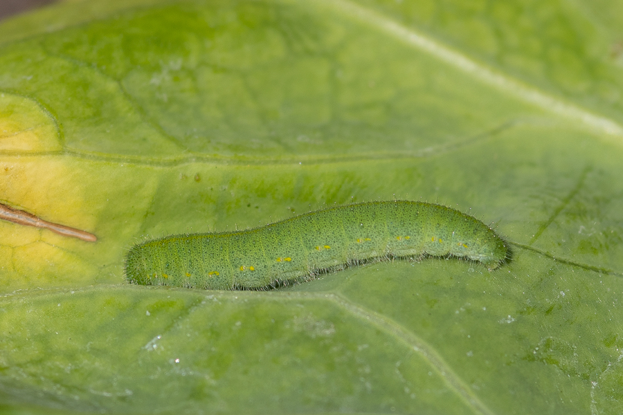 Larva of Pieris rapae - Cabbage White caterpillar