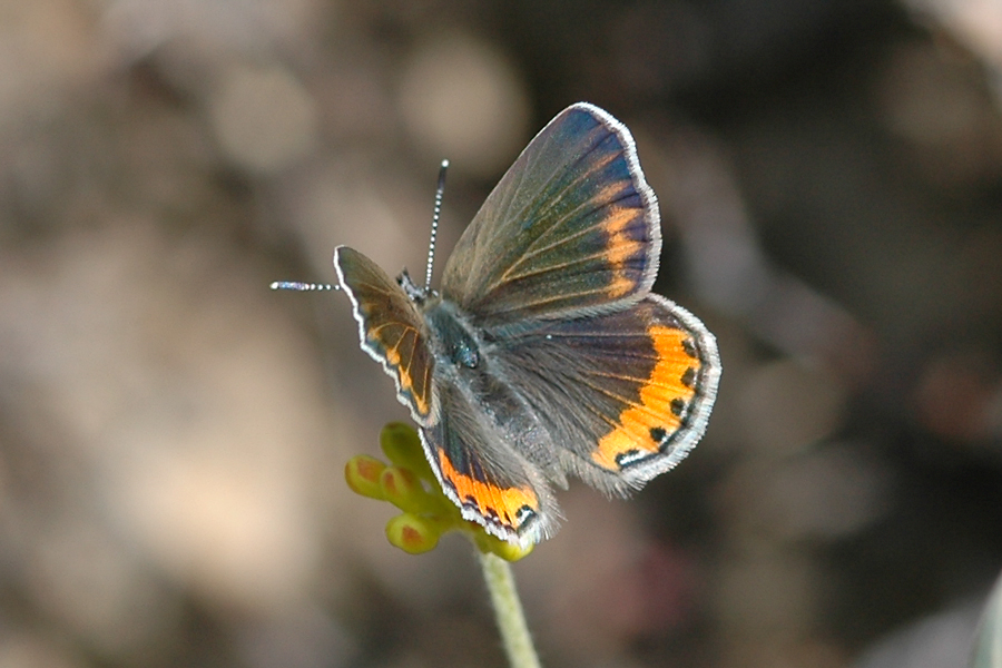Icaricia chlorina - Green Blue