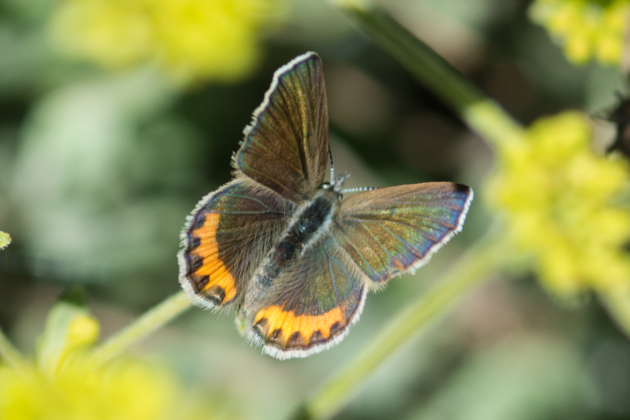 Icaricia chlorina - Green Blue