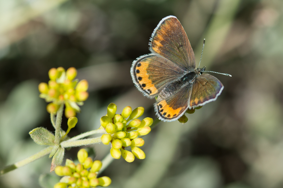 Icaricia chlorina - Green Blue