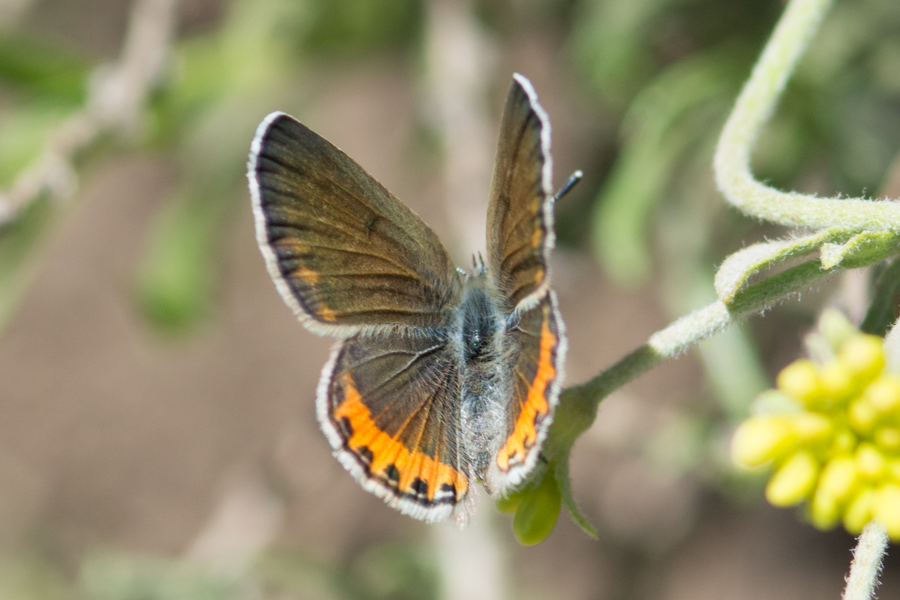 Icaricia chlorina - Green Blue