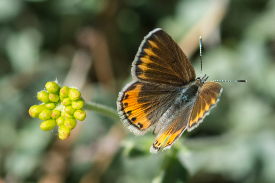 Icaricia chlorina - Green Blue