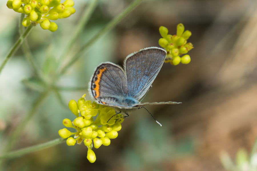 Icaricia chlorina - Green Blue