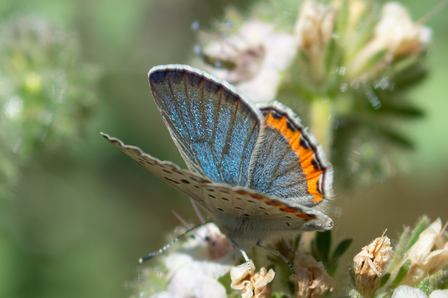 Icaricia chlorina - Green Blue