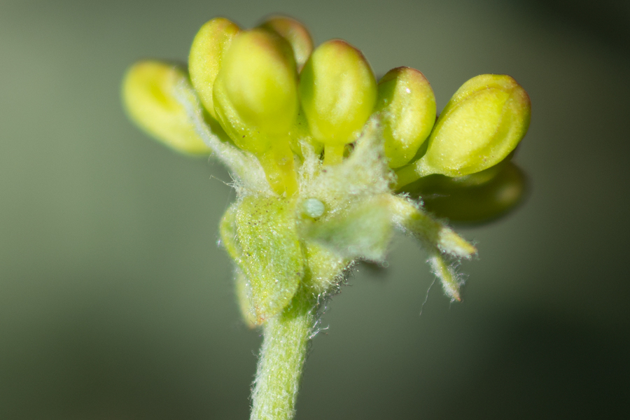 Egg of Icaricia chlorina - Green Blue
