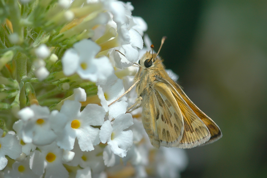 Sandhill Skipper - Polites sabuleti sabuleti