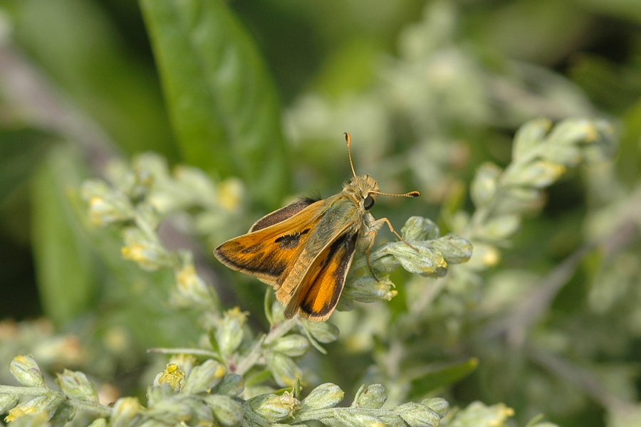 Sandhill Skipper - Polites sabuleti sabuleti