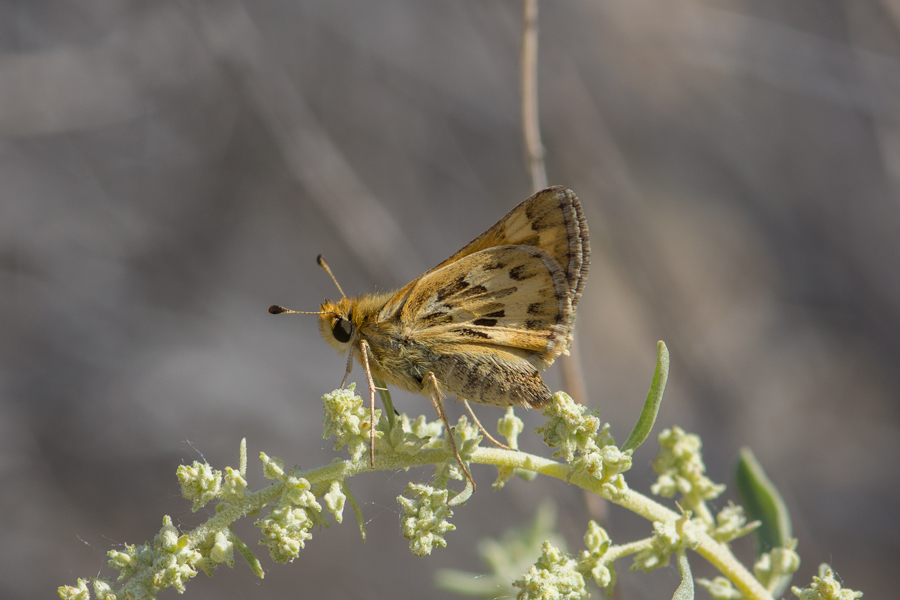 Sandhill Skipper - Polites sabuleti sabuleti
