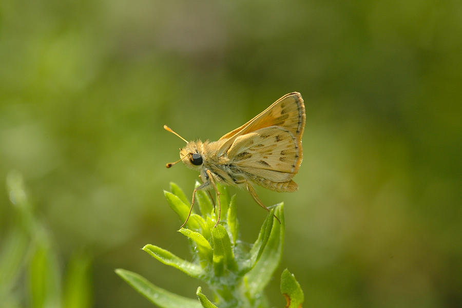 Sandhill Skipper - Polites sabuleti sabuleti