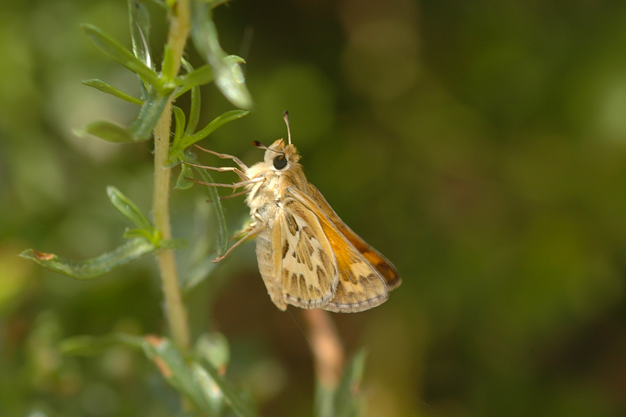 Sandhill Skipper - Polites sabuleti sabuleti