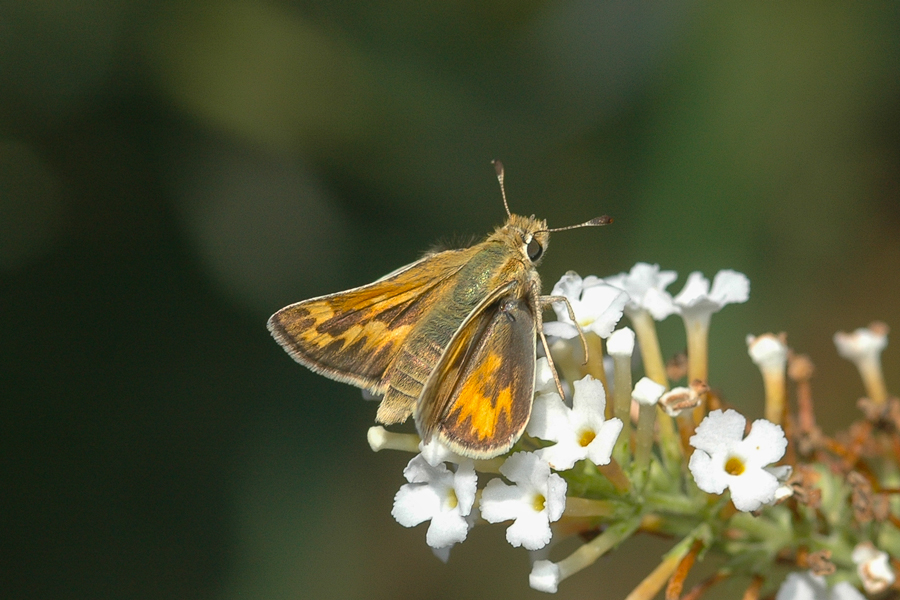 Sandhill Skipper - Polites sabuleti sabuleti