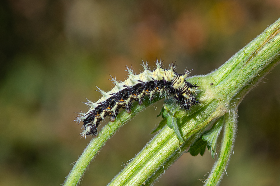 larva of Polygonia satyrus - Satyr Comma