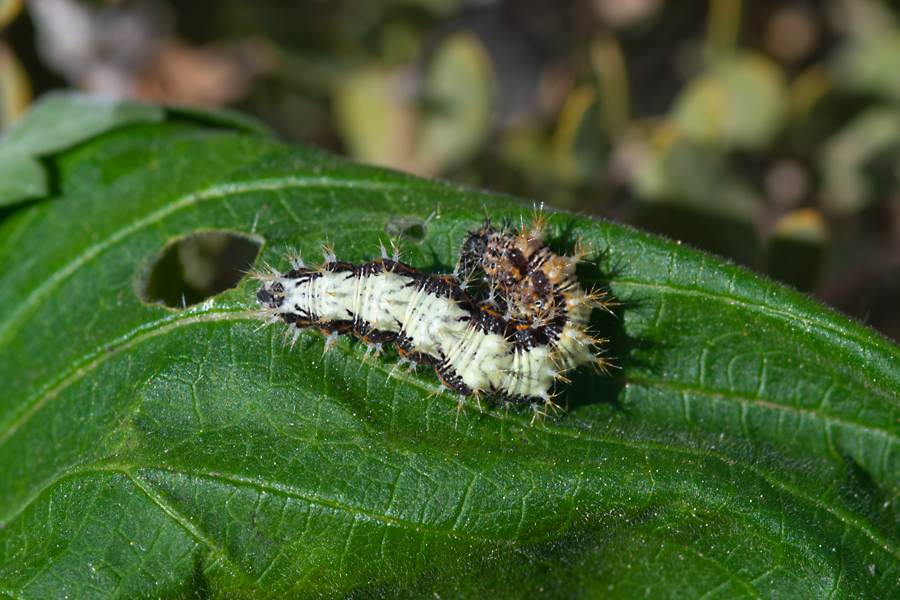 larva of Polygonia satyrus - Satyr Comma