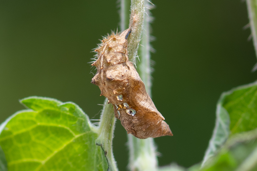 pupa of Polygonia satyrus - Satyr Comma