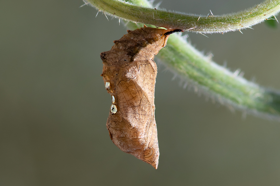 pupa of Polygonia satyrus - Satyr Comma