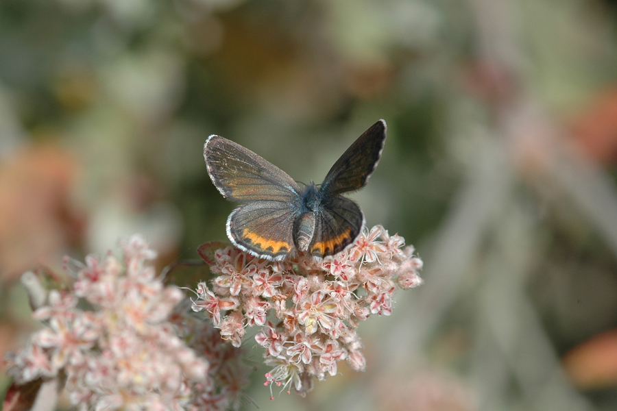 Euphilotes bernardino ssp. - Santa Monica Mountains Blue