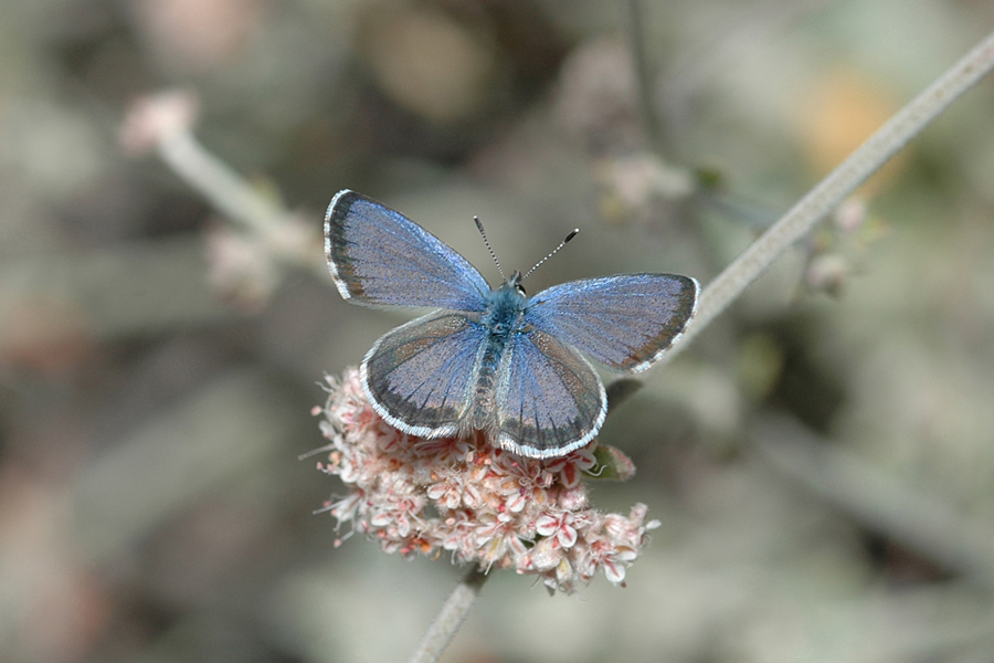 Euphilotes bernardino ssp. - Santa Monica Mountains Blue