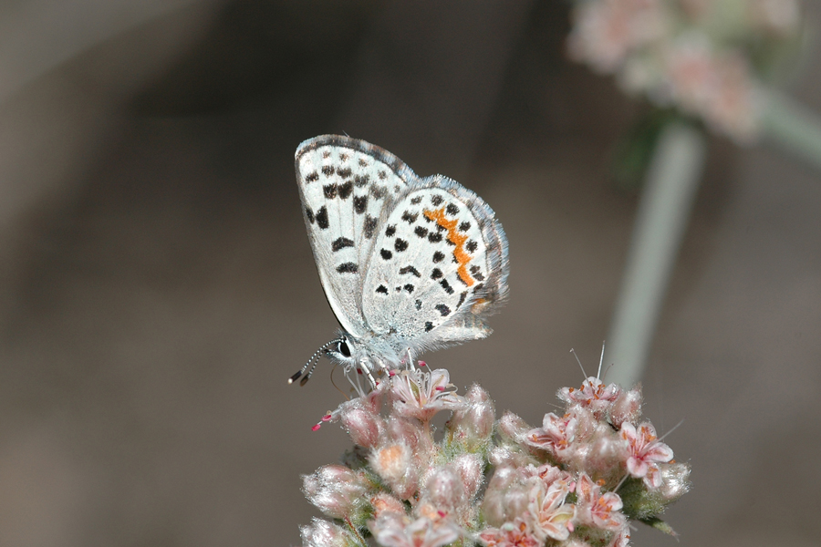 Euphilotes bernardino ssp. - Santa Monica Mountains Blue