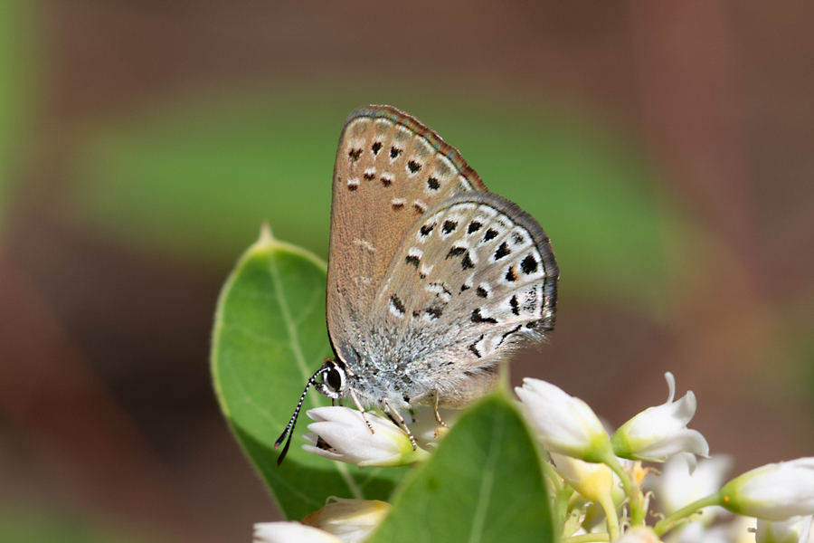 Satyrium behrii behrii - Behr's Hairstreak