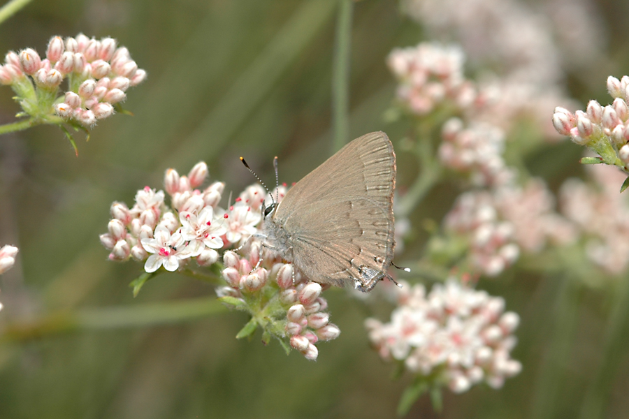 Satyrium saepium chalcis - Hedgerow Hairstreak