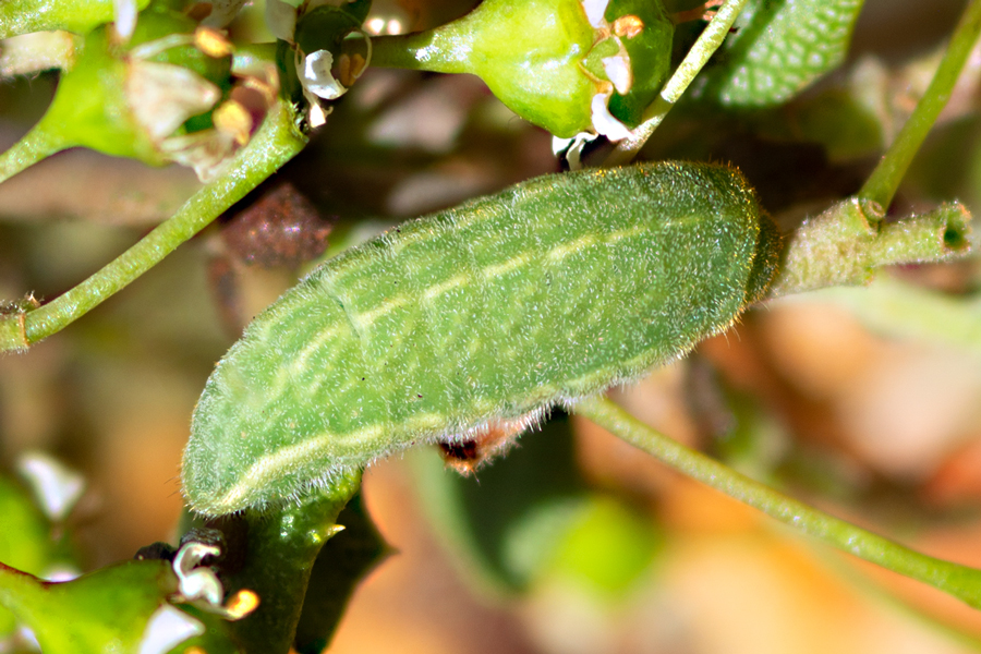 larva of Satyrium saepium chalcis - Hedgerow Hairstreak