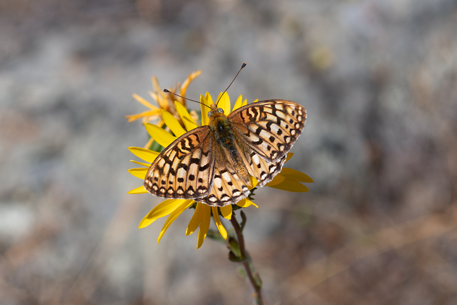 Argynnis callippe comstocki - 'Comstock's' Callippe Fritillary