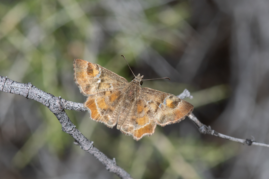 Systasea zampa - Arizona Powdered Skipper