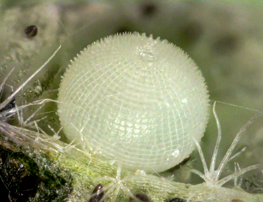 Egg of Systasea zampa - Arizona Powdered Skipper