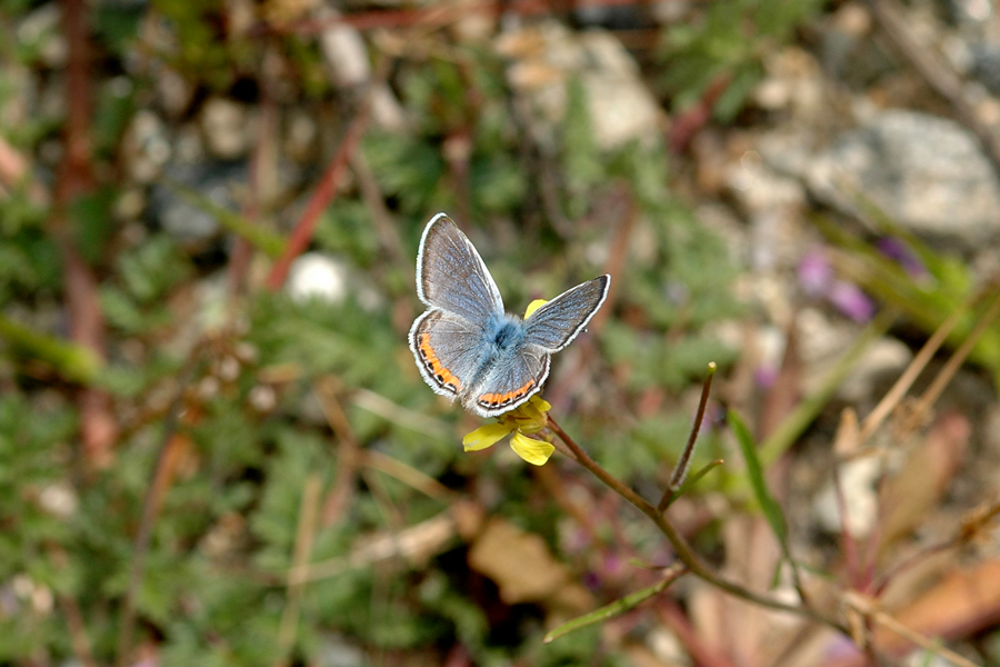 Plebejus acmon - Acmon Blue