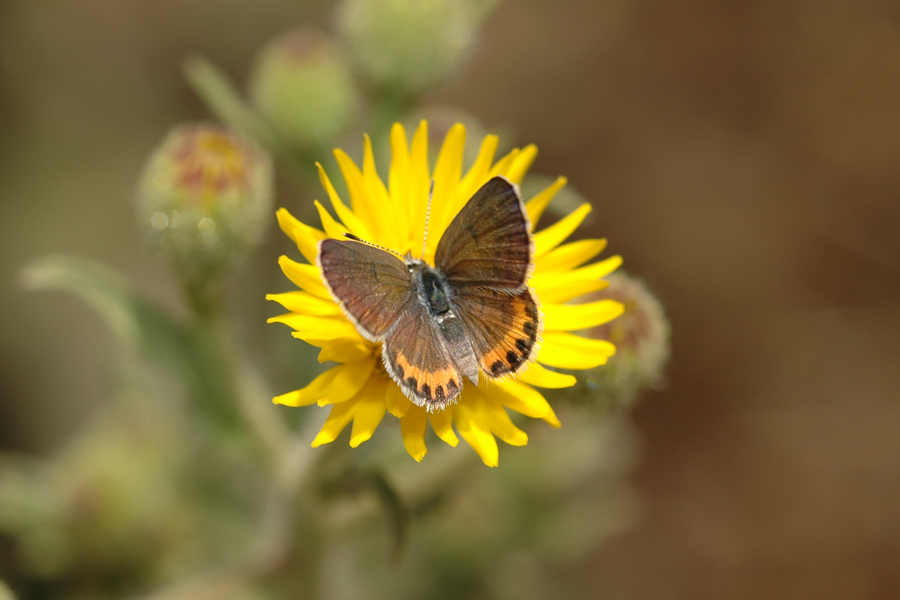 Plebejus acmon - Acmon Blue