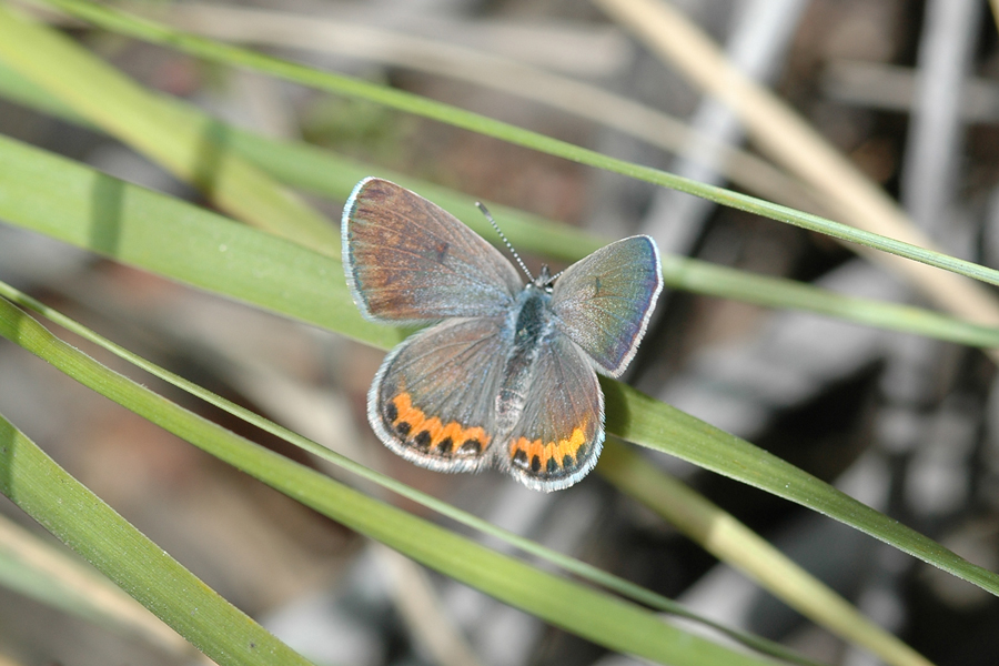Plebejus acmon - Acmon Blue