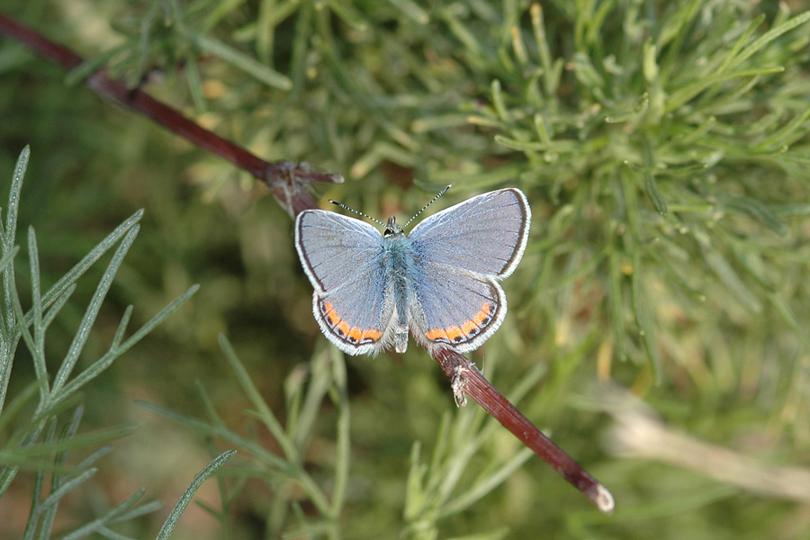 Plebejus acmon - Acmon Blue