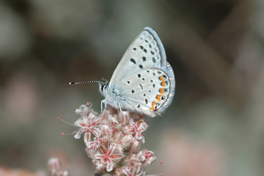 Plebejus acmon - Acmon Blue
