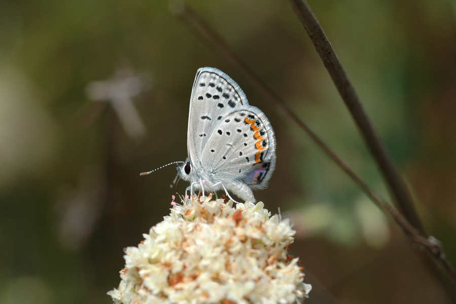 Plebejus acmon - Acmon Blue