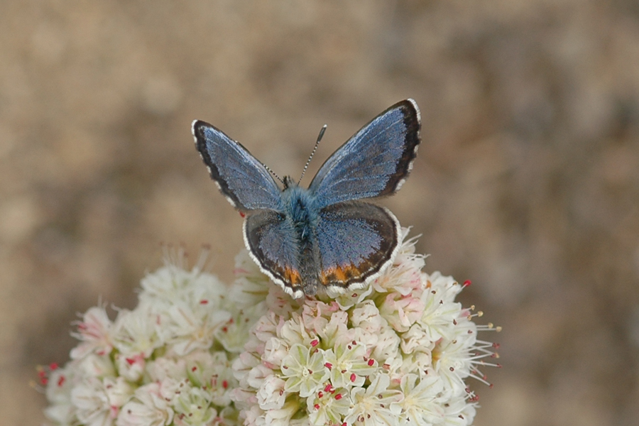 Euphilotes battoides allyni - El Segundo Blue