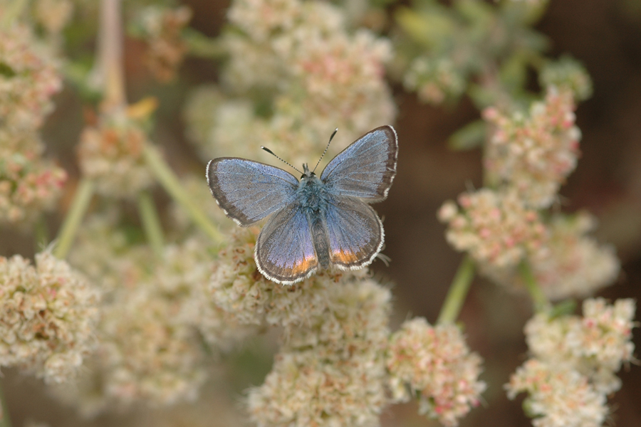 Euphilotes battoides allyni - El Segundo Blue