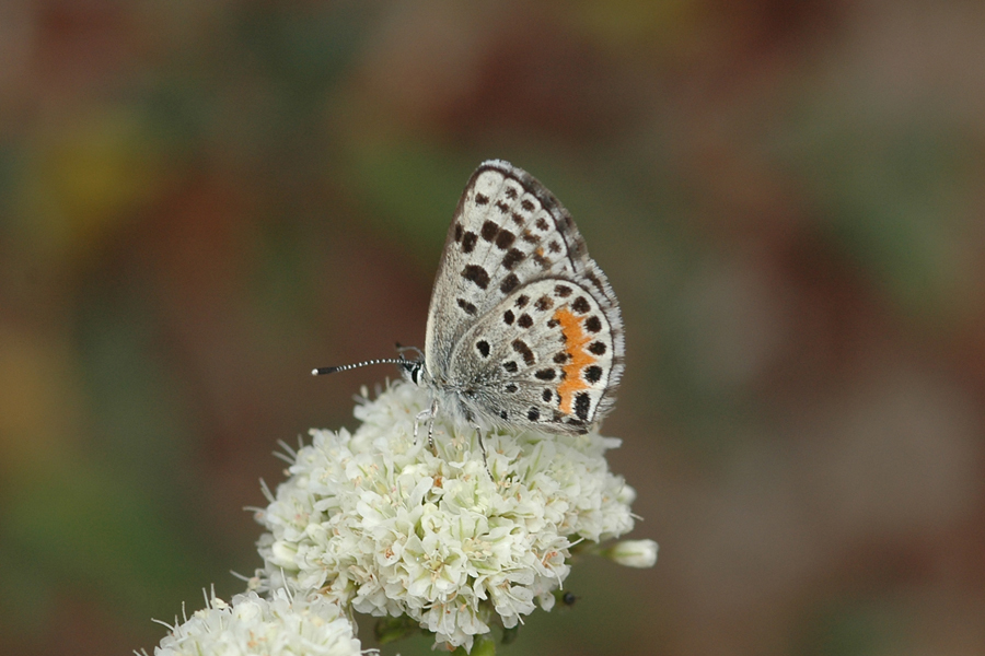 Euphilotes battoides allyni - El Segundo Blue