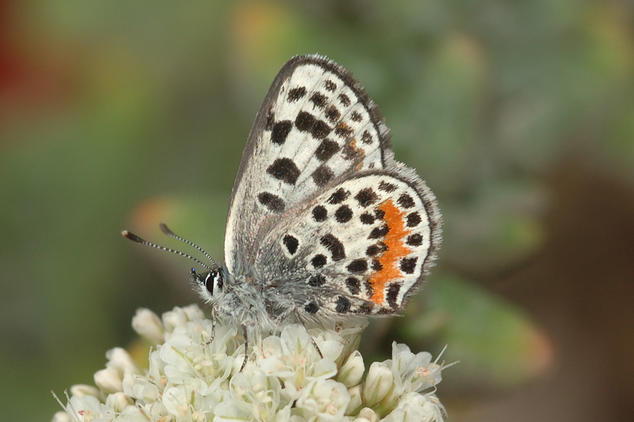 Euphilotes battoides allyni - El Segundo Blue