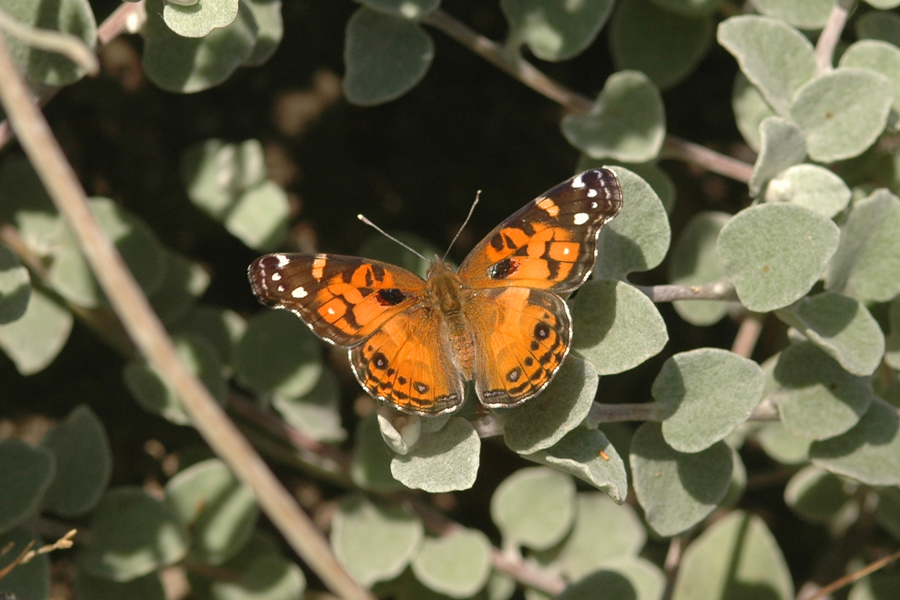 Vanessa virginiensis - American Lady