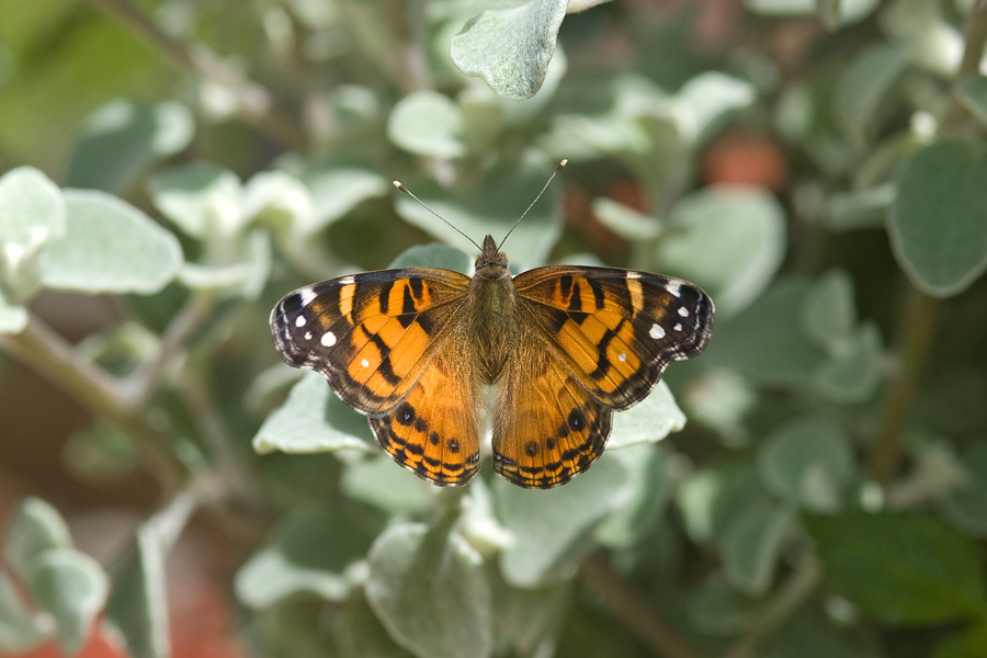 Vanessa virginiensis - American Lady