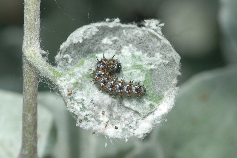 Vanessa virginiensis larva - American Lady caterpillar