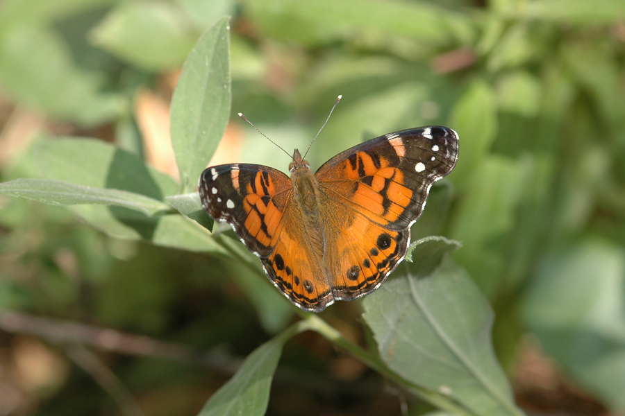 Vanessa virginiensis - American Lady