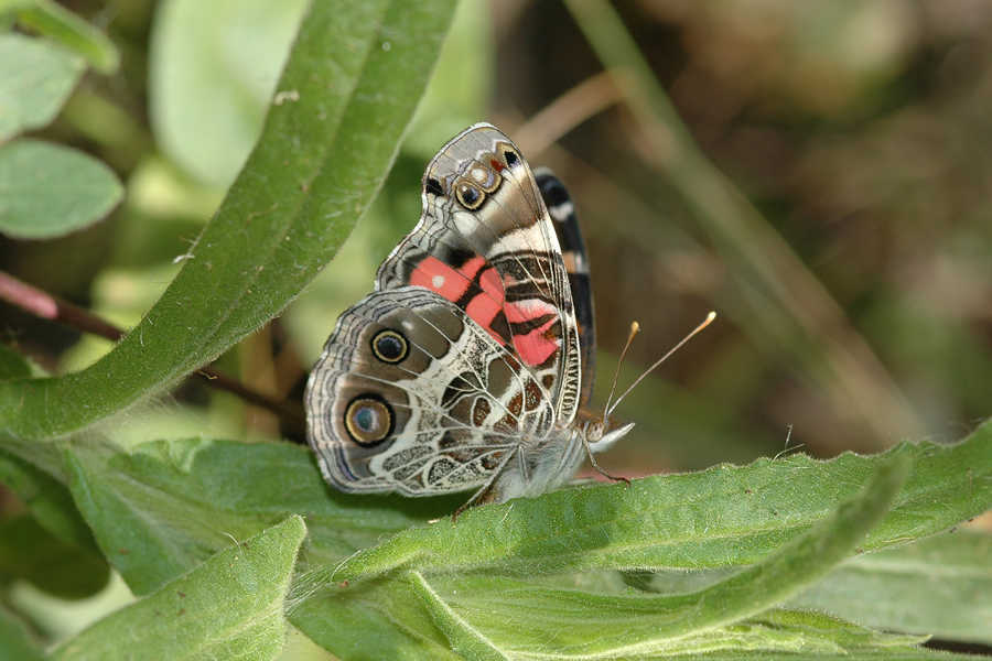 Vanessa virginiensis - American Lady