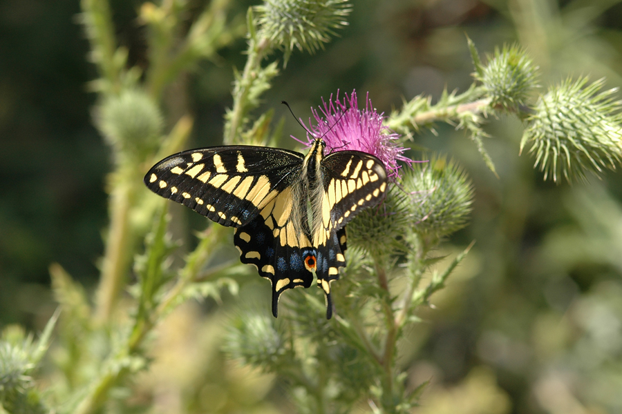 Anise Swallowtail - Papilio zelicaon