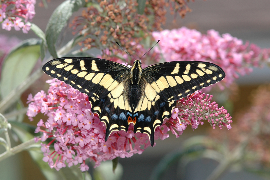 Anise Swallowtail - Papilio zelicaon