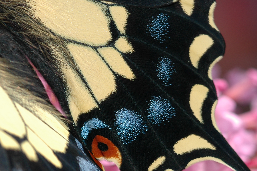 Anise Swallowtail - Papilio zelicaon